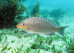 Black Bream photo 2