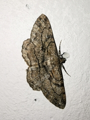 Peribatodes rhomboidaria