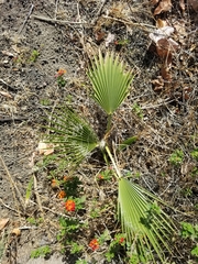 Washingtonia robusta