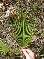 Washingtonia robusta