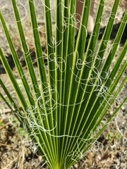 Washingtonia robusta