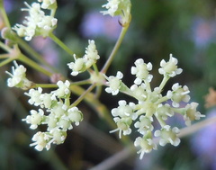 Seseli pallasii