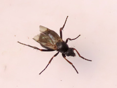 Triphleba trinervis
