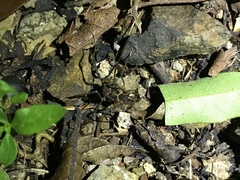 Eucynortula albipunctata