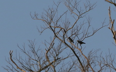 Ampeliceps coronatus