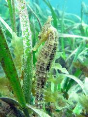 Hippocampus whitei