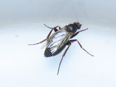 Triphleba trinervis