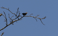 Ampeliceps coronatus