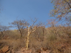 Commiphora caudata