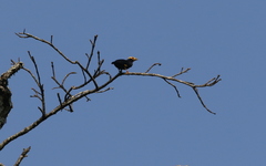 Ampeliceps coronatus