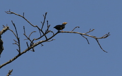 Ampeliceps coronatus