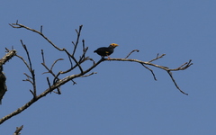 Ampeliceps coronatus