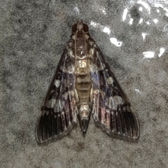 Mimorista