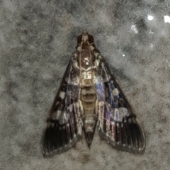 Mimorista