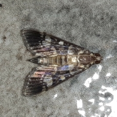 Mimorista
