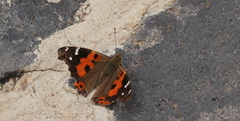 Vanessa vulcania