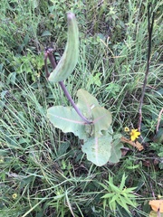 Asclepias amplexicaulis