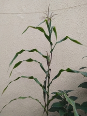 Zea mays mays