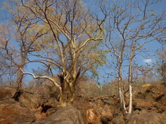 Commiphora caudata