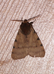 Canararctia rufescens