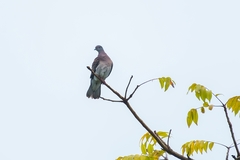 Patagioenas cayennensis