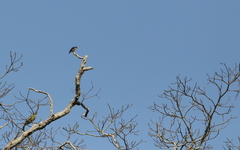 Microhierax fringillarius