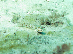 Istigobius hoesei