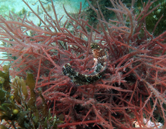 Eupetrichthys angustipes