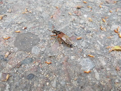 Staphylinus dimidiaticornis