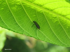 Gastrolina thoracica