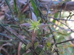 Clematis quadribracteolata