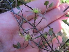 Clematis quadribracteolata