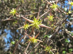 Clematis quadribracteolata