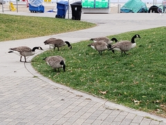 Branta canadensis