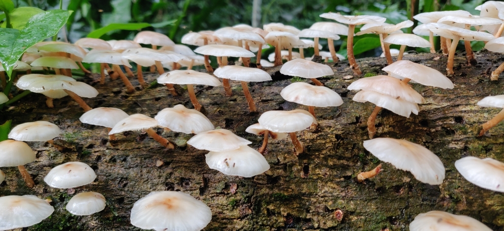 Lentinula raphanica