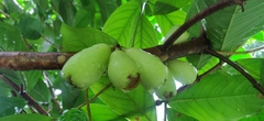 Syzygium malaccense