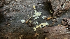 Stigmatomma pallipes