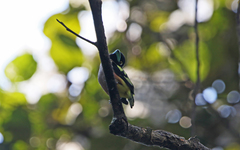 Eurylaimus ochromalus