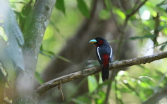 Cymbirhynchus macrorhynchos