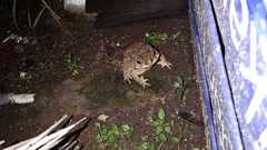 Duttaphrynus melanostictus