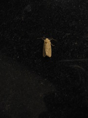 Spodoptera pecten