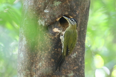 Picus viridanus