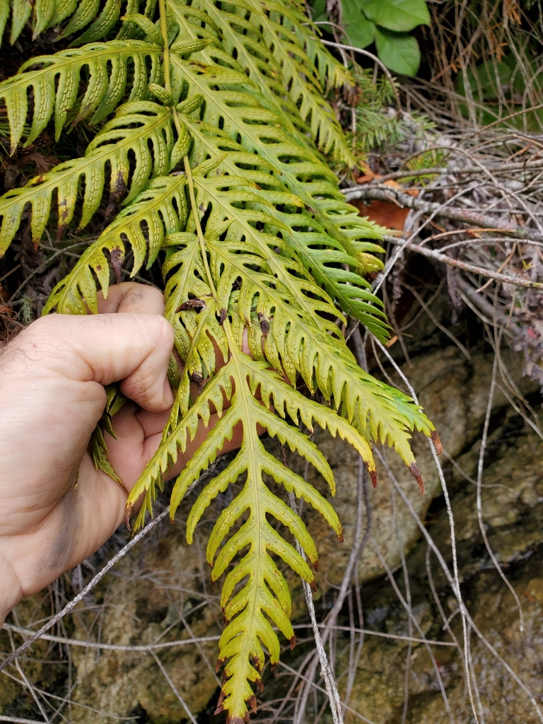 Euphorbia clandestina