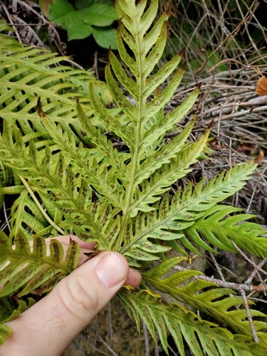 Woodwardia fimbriata