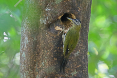 Picus viridanus