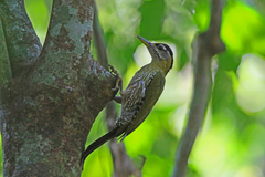Picus viridanus
