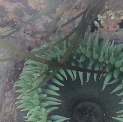 Elliptochloris marina