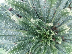 Echium vulgare