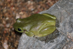 Ranoidea gilleni
