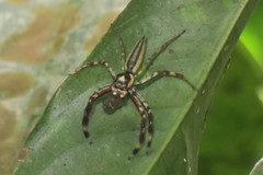 Telamonia